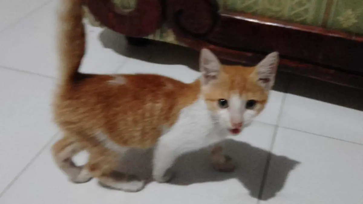 gato
