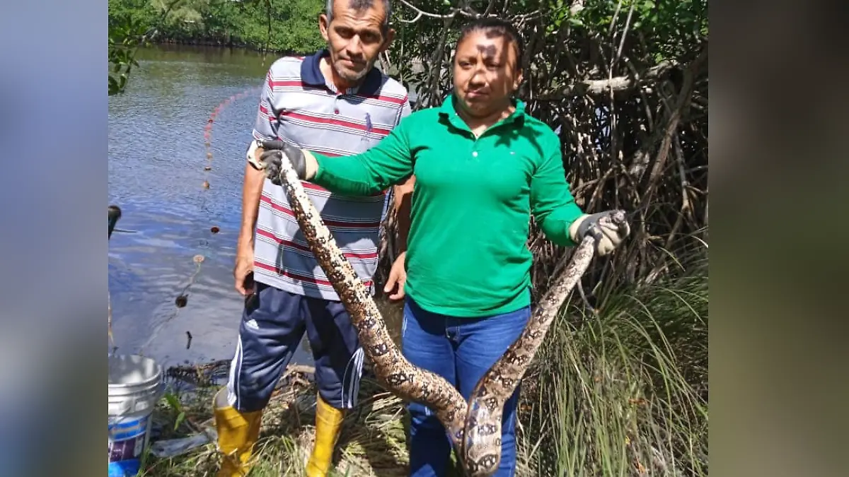 boa en red de pesca