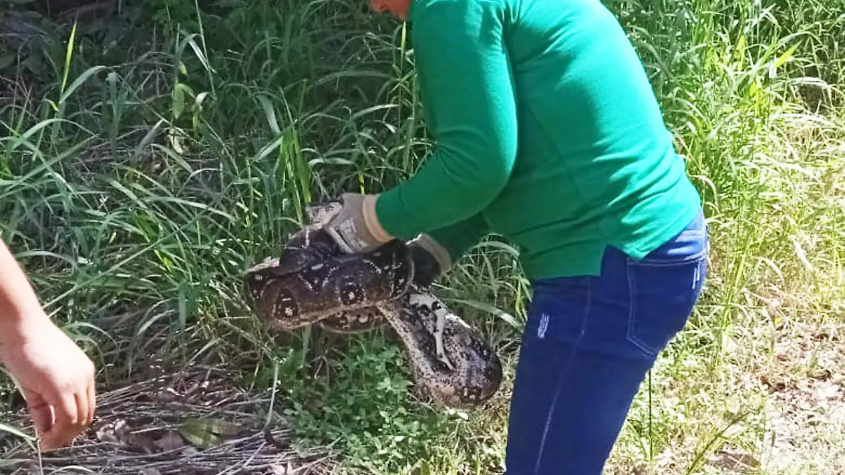 Boa constrictor