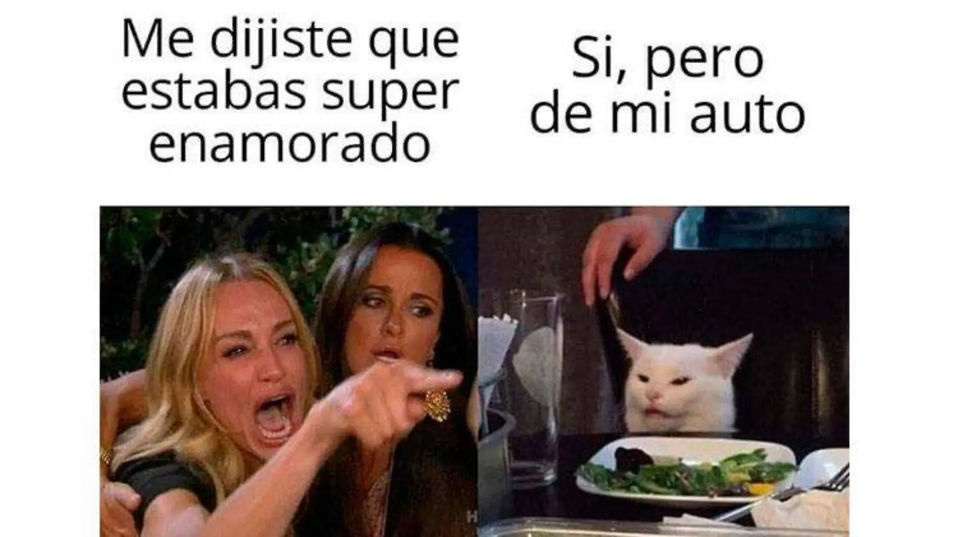 me-dijiste-gato_meme