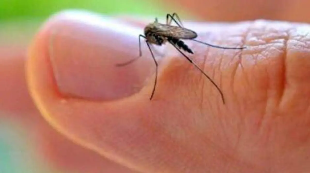 dengue2020