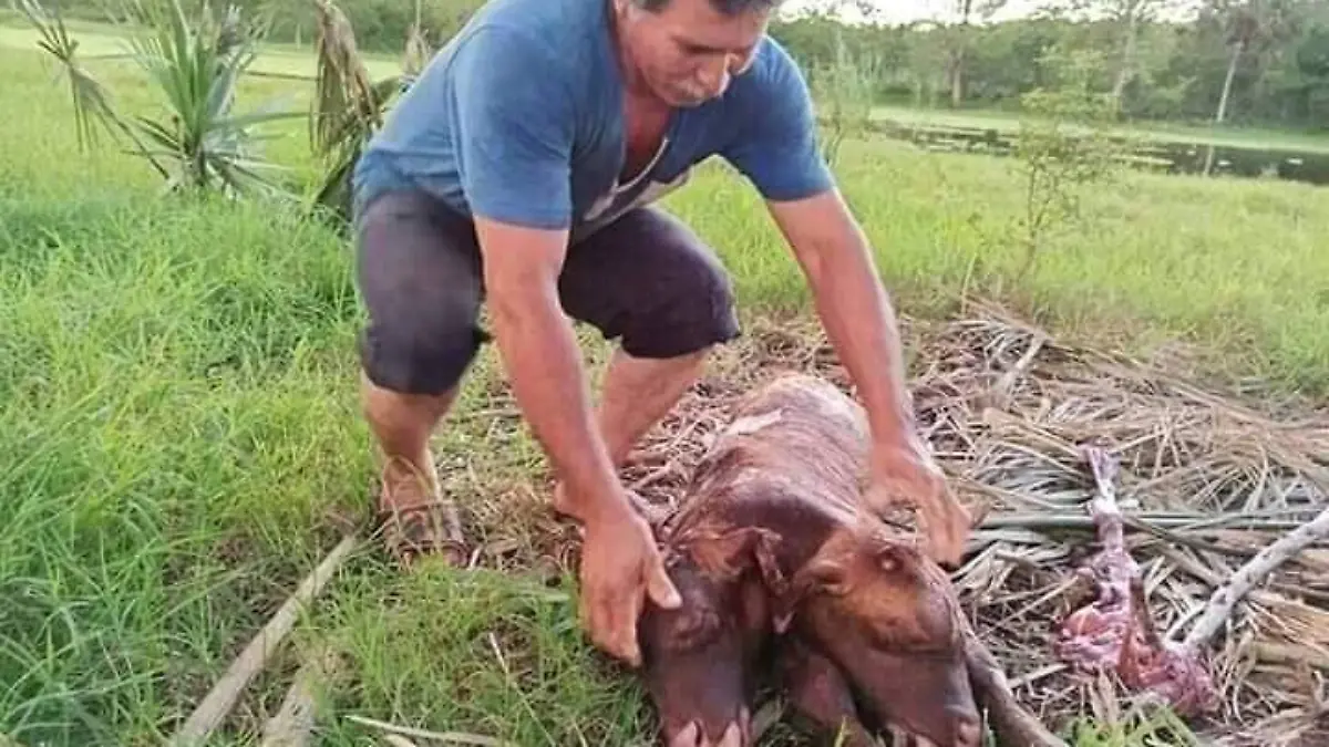 vaca