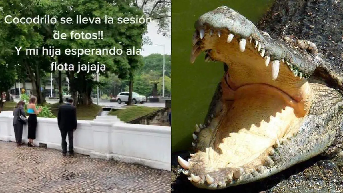 cocodrilo