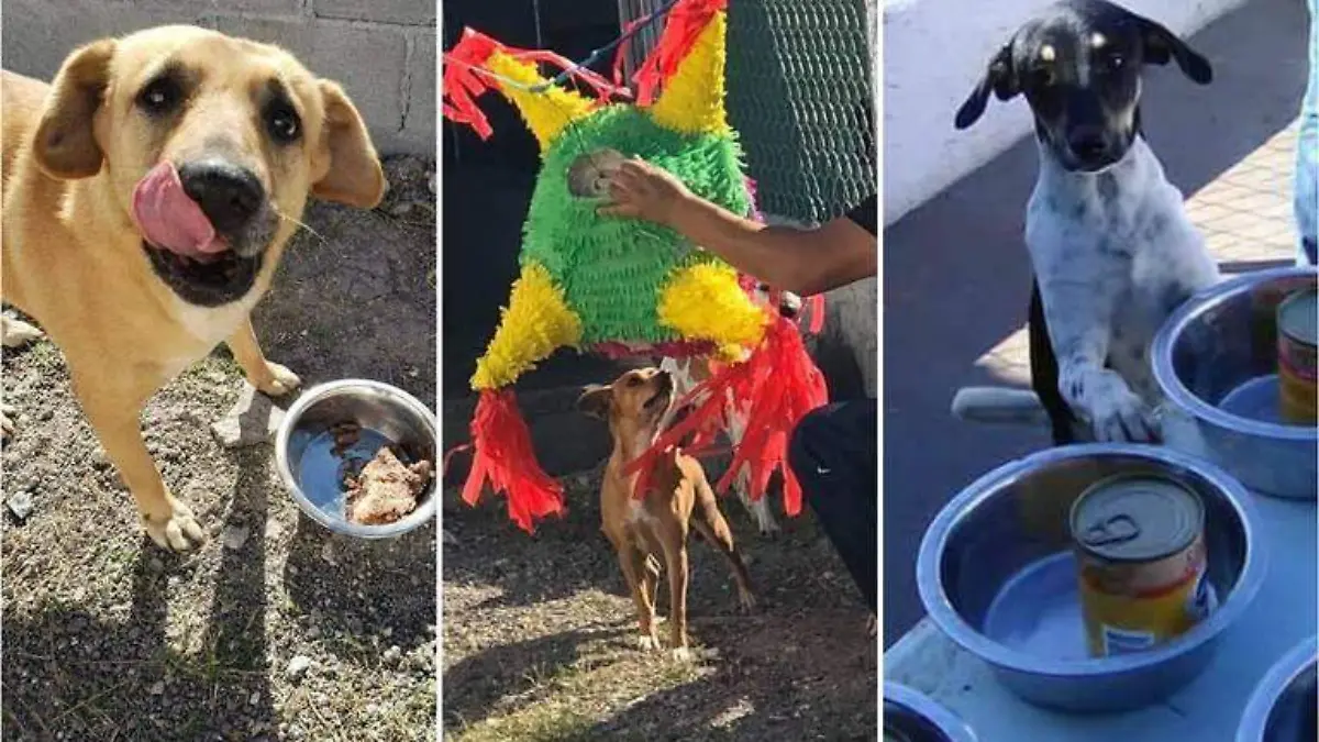 collage-posada-perritos