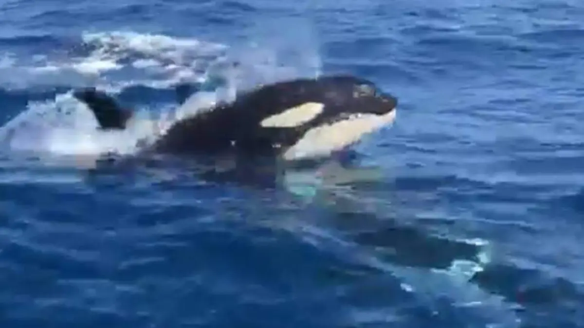 Orcas en Acapulco