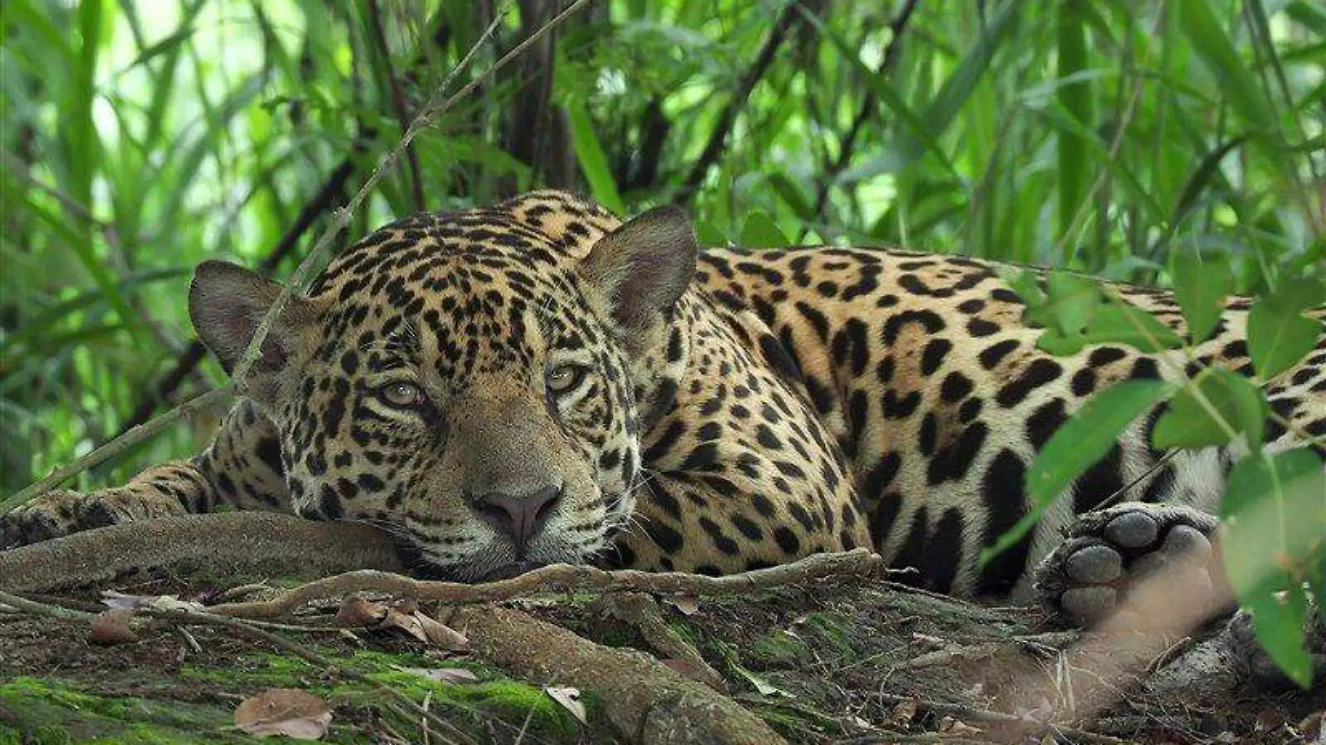 jaguar