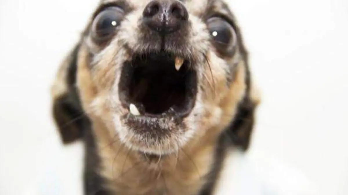 perro1