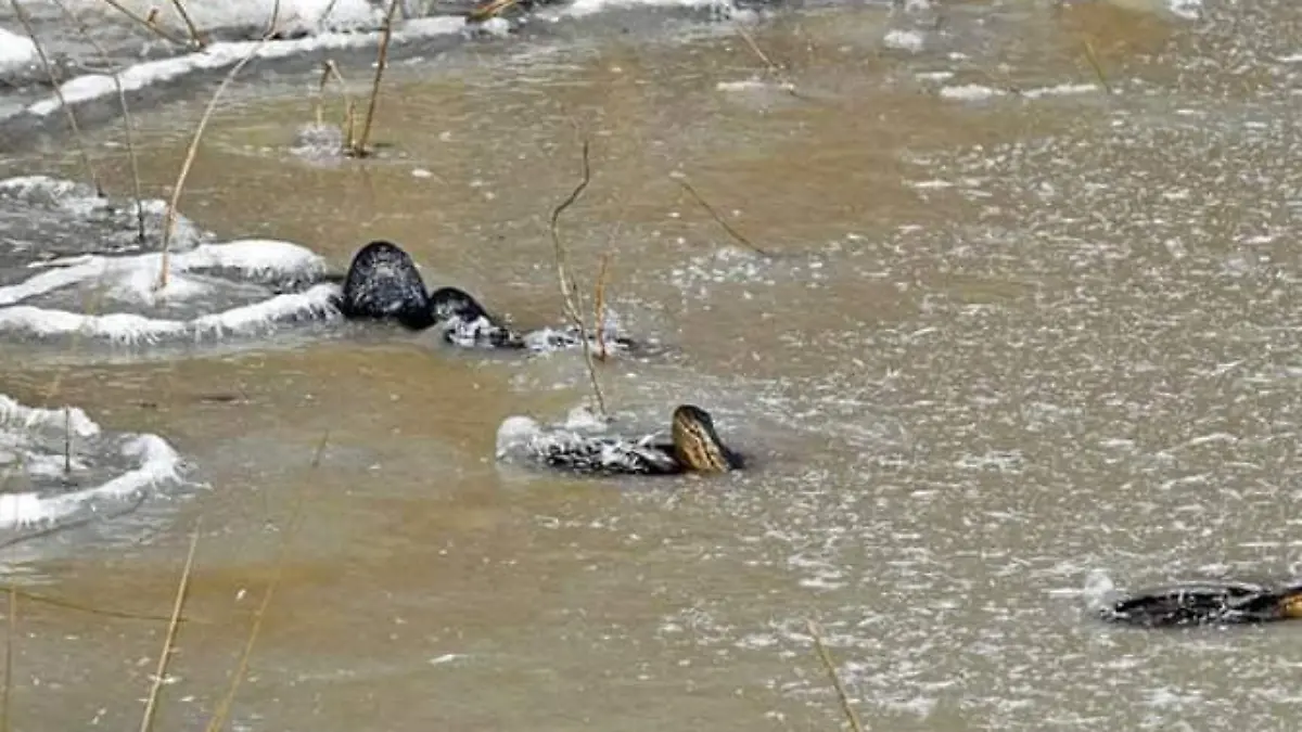caiman