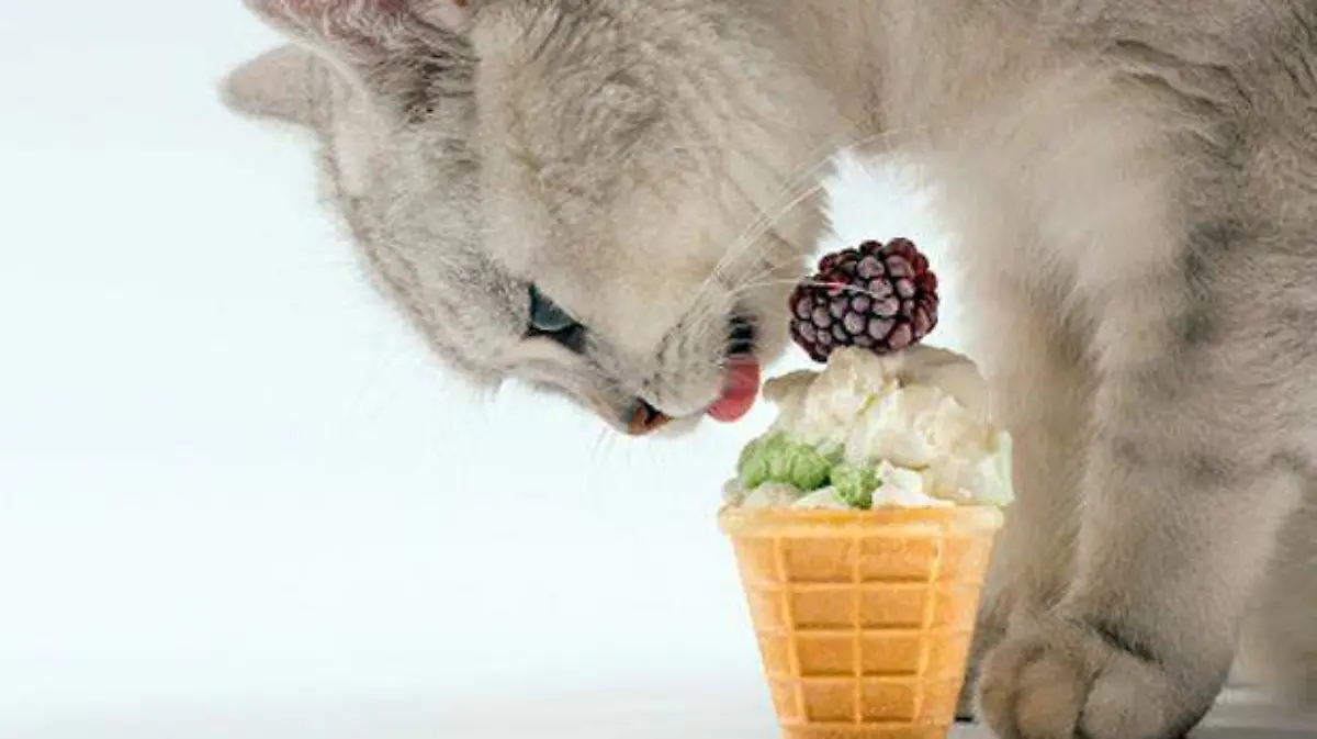 gato1