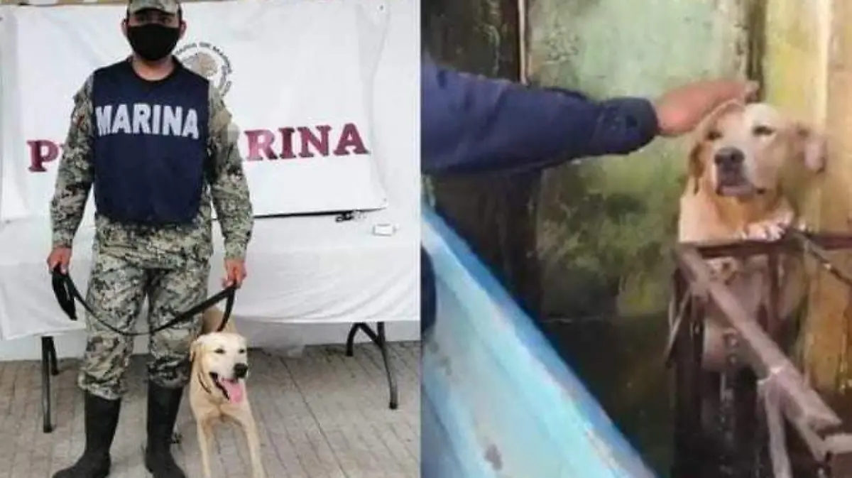 perro