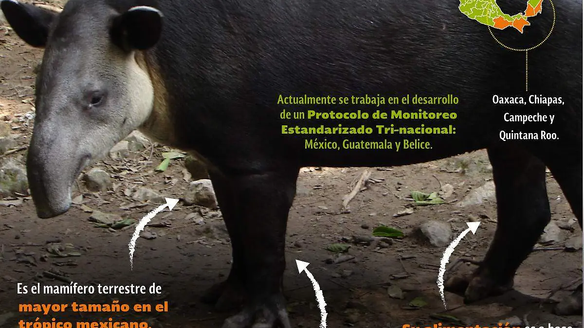 INFOGRAFIA-TAPIR