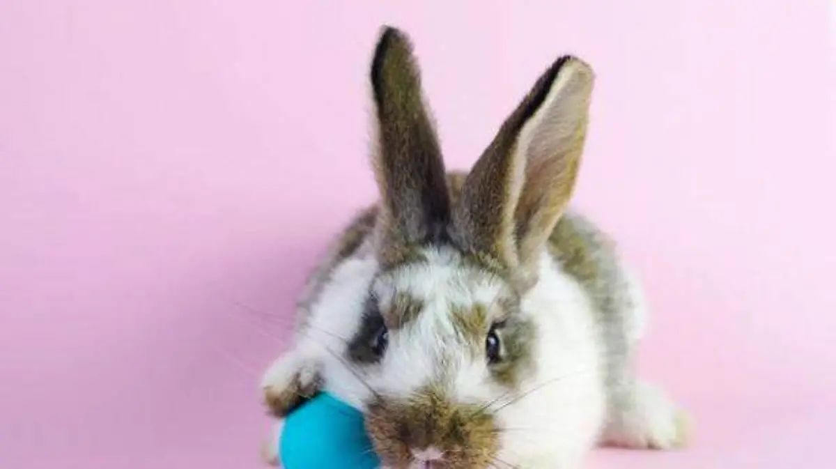 conejo3