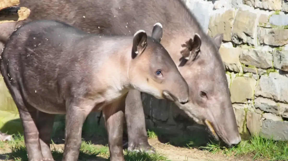 tapir