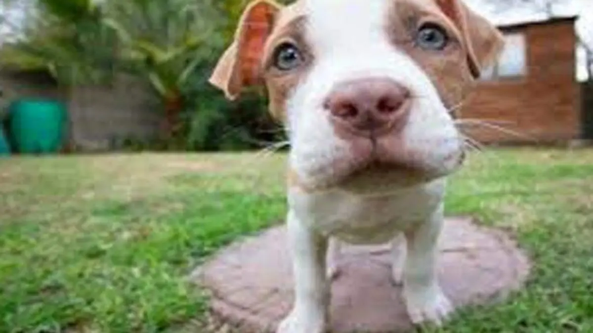 pitbul2