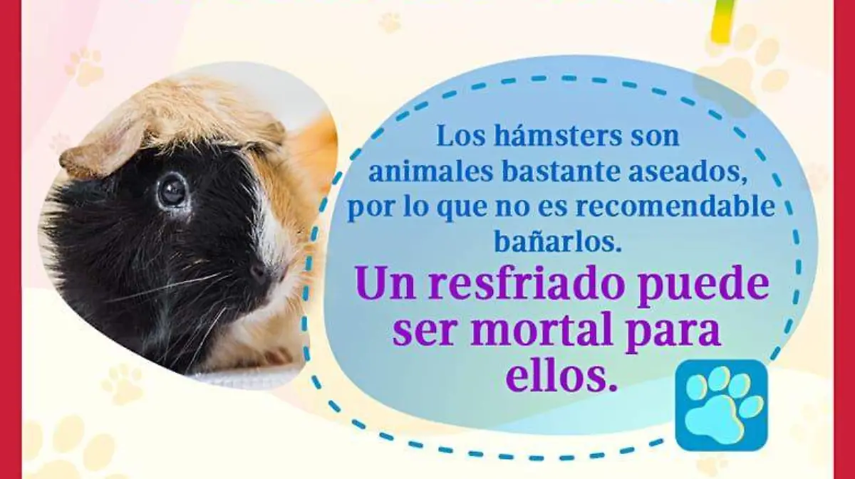 mascota