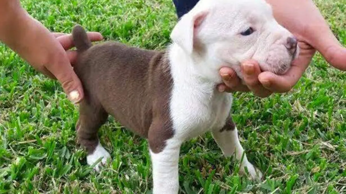 pitbul4
