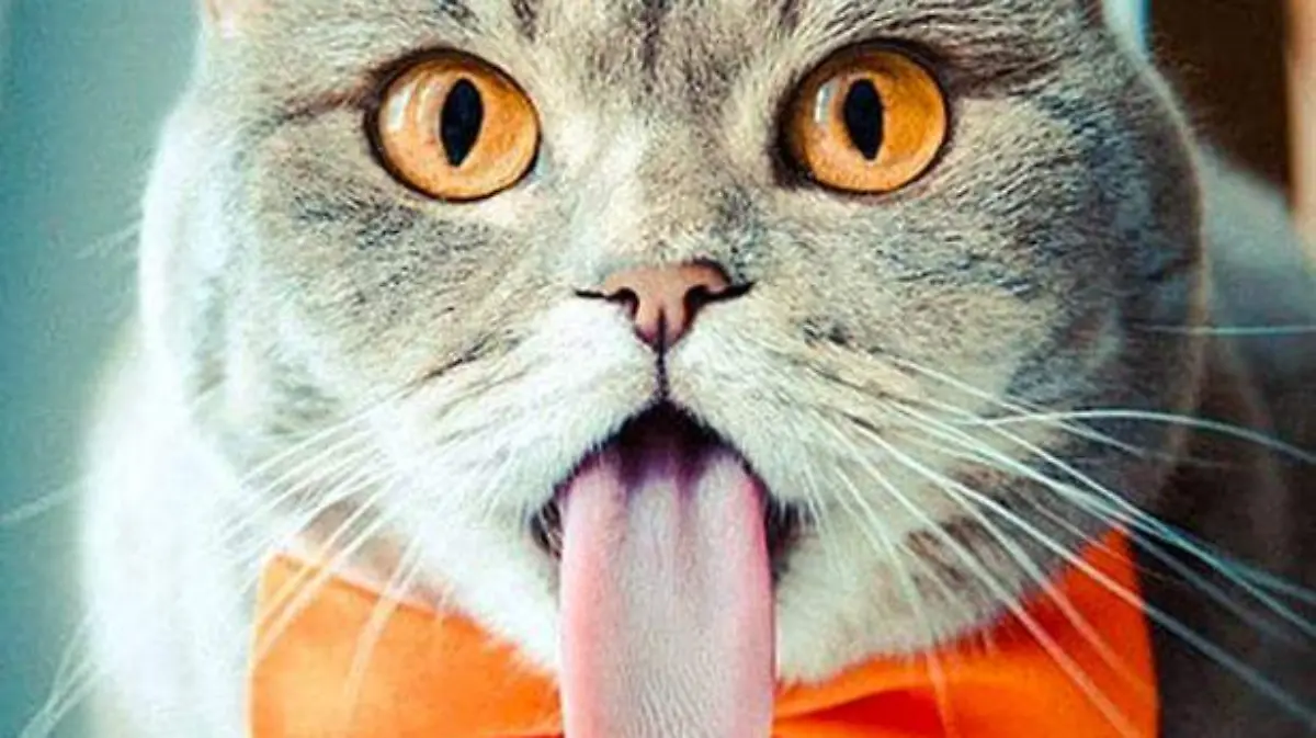 gato1