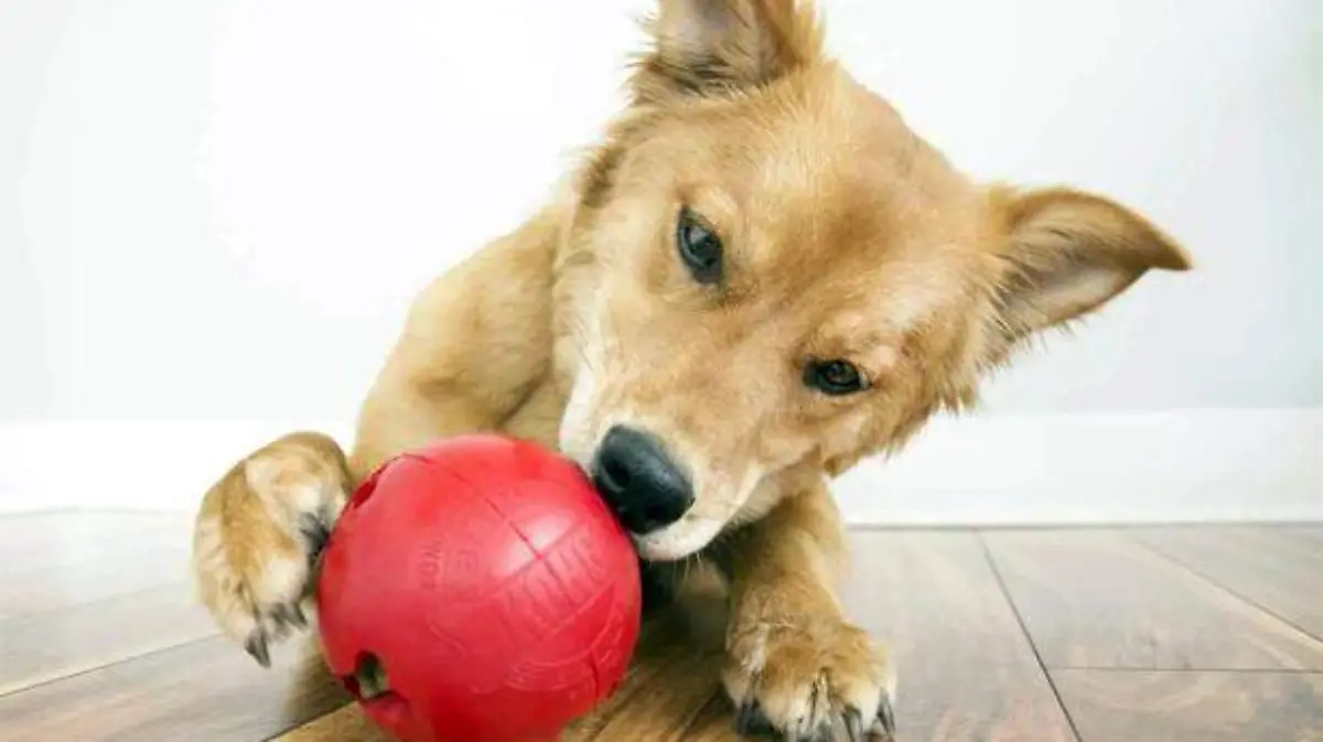 mascota1