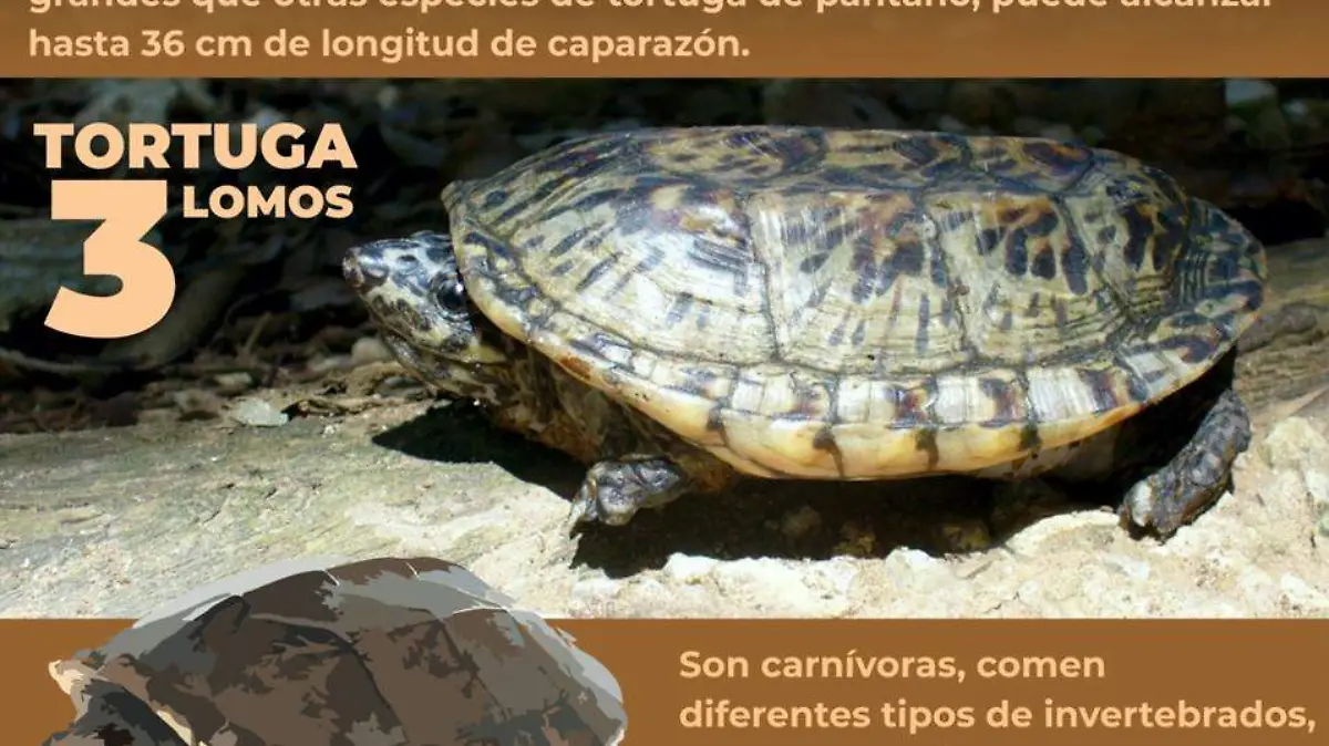 tortuga