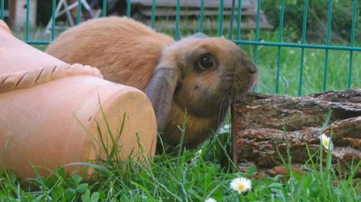 conejo2