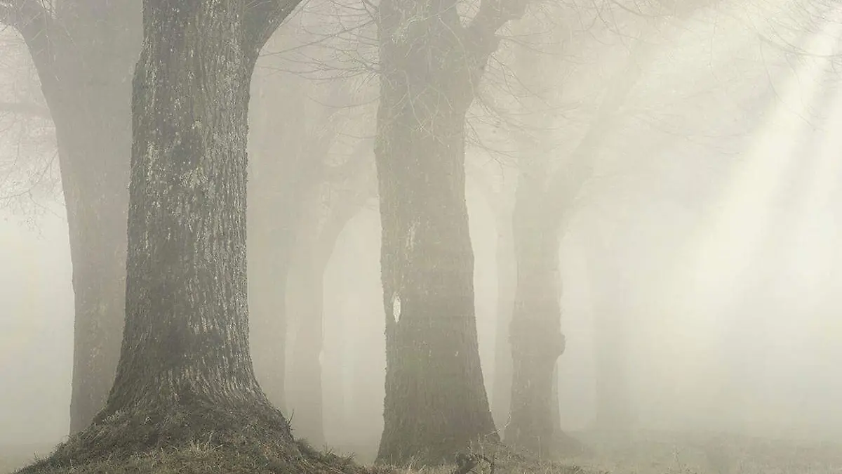 Neblina