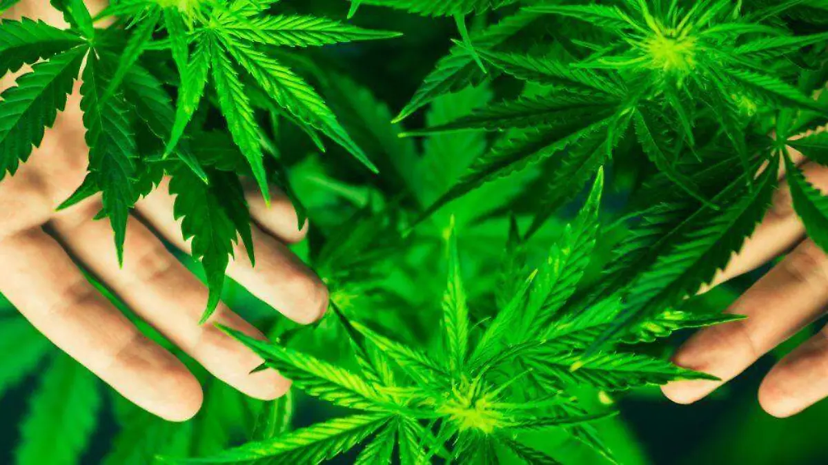 marihuana