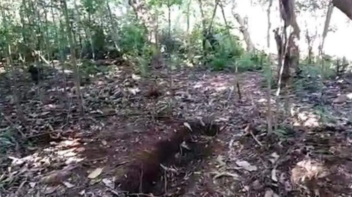fosa