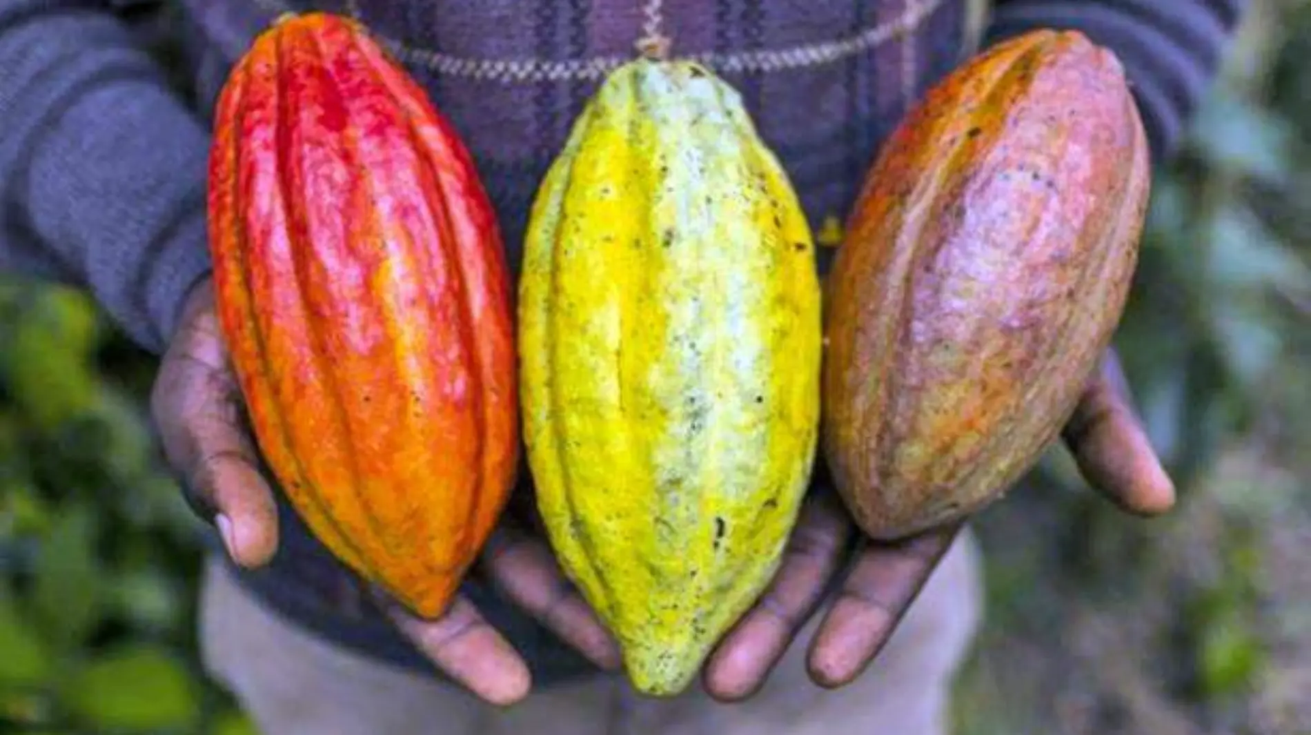 cacao