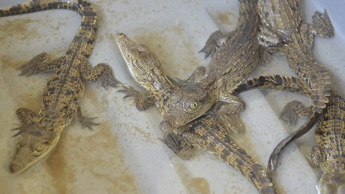 Cocodrilos-Pequeños