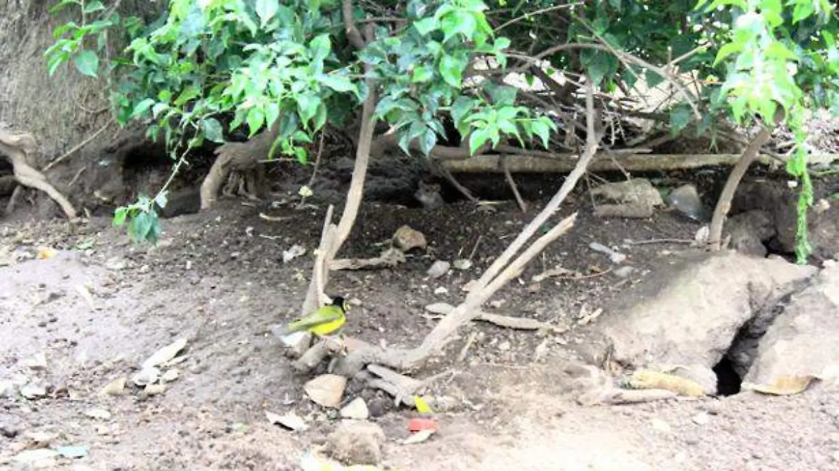 PARQUE-JUAREZ-CARLOS-PEREZ-(2)