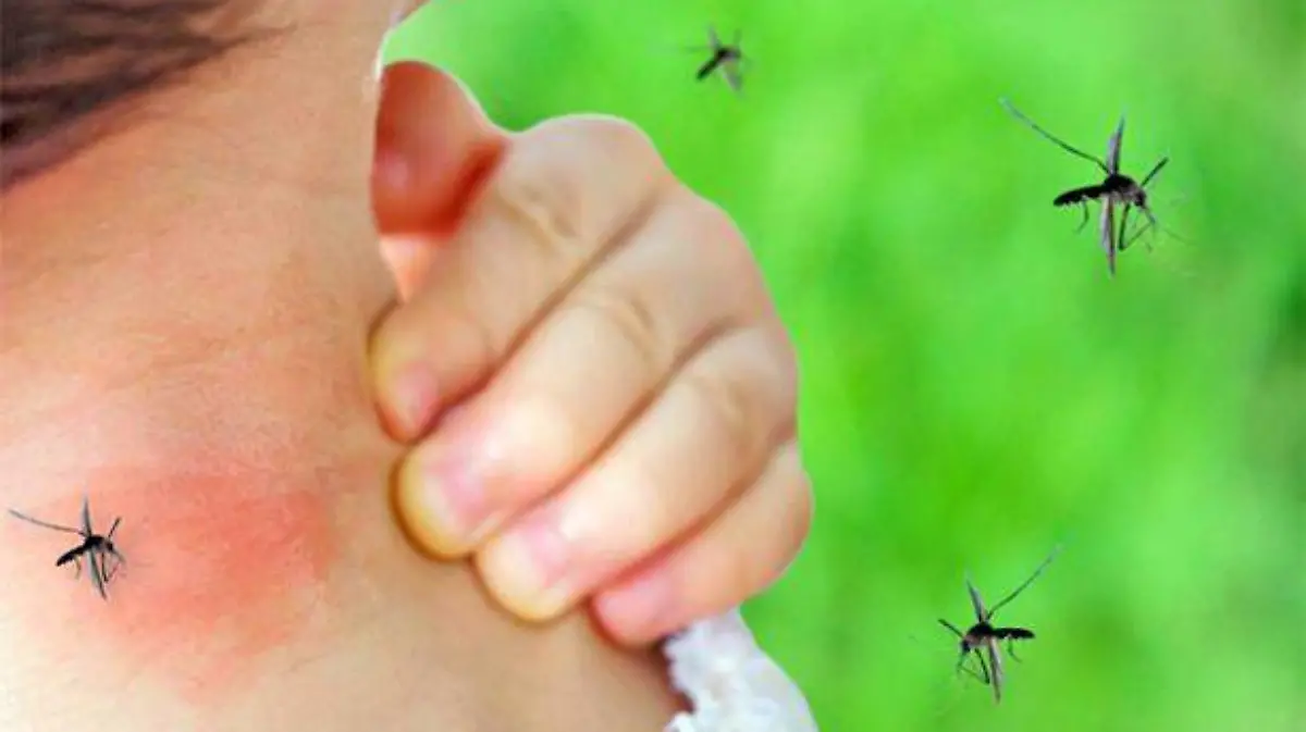 dengue