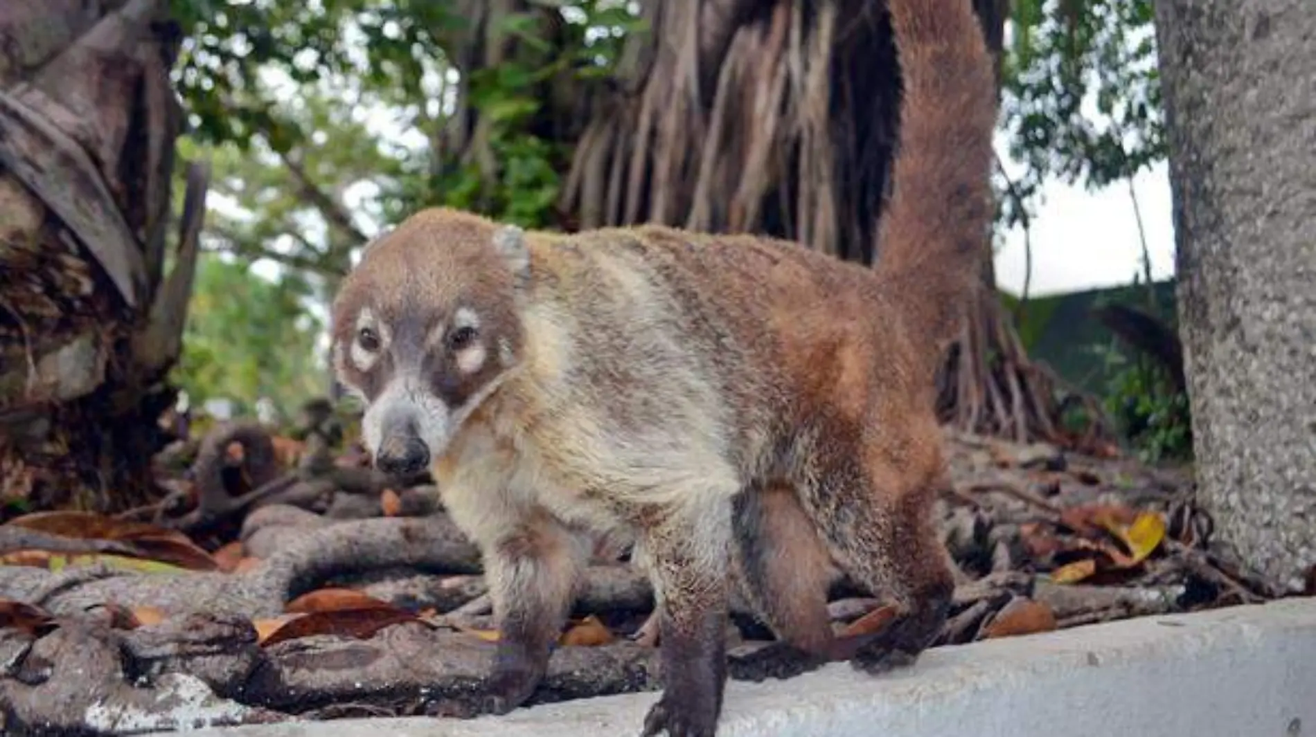 coati