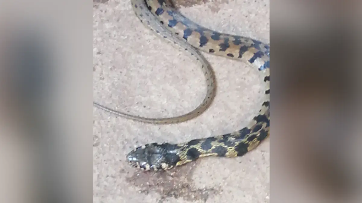 Culebra Villahermosa