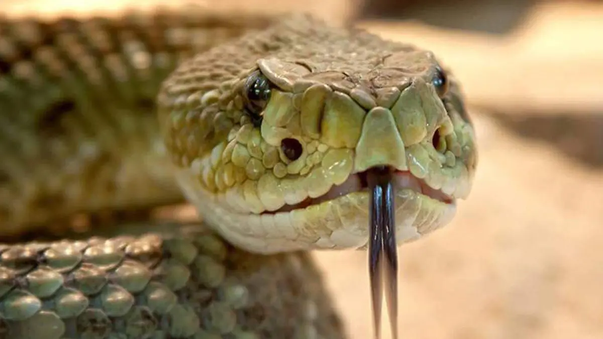 Reptil