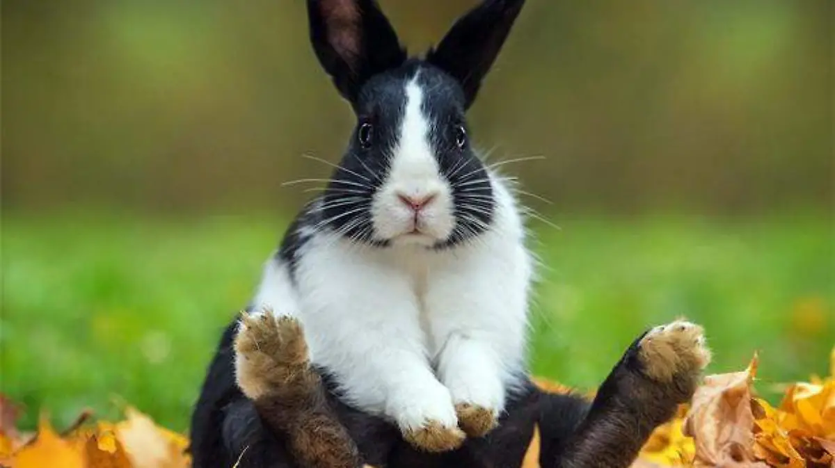 conejo5