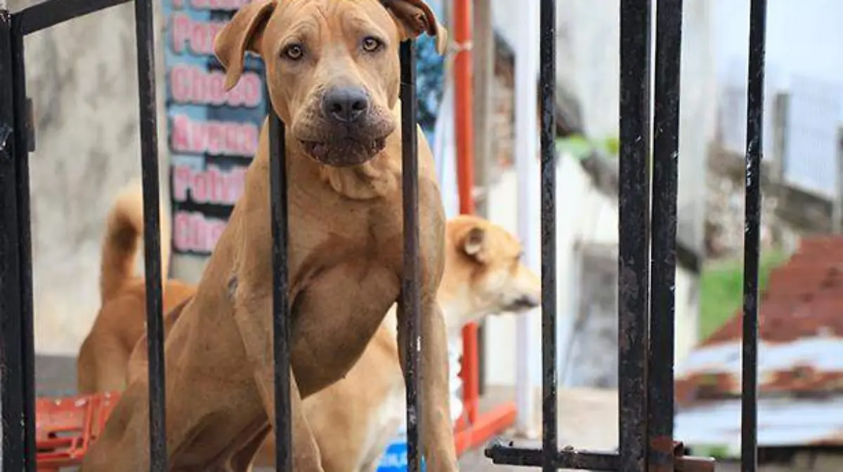 PERROS-CUIDANDO-CASAS