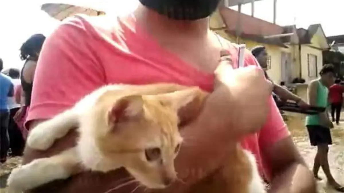 gato