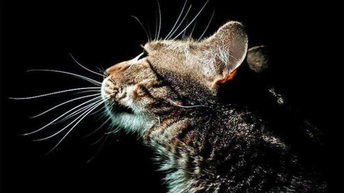 gato1