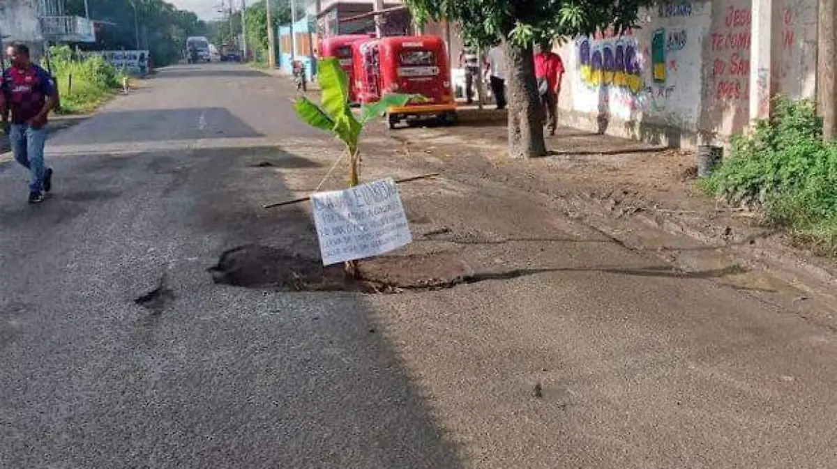 bache2