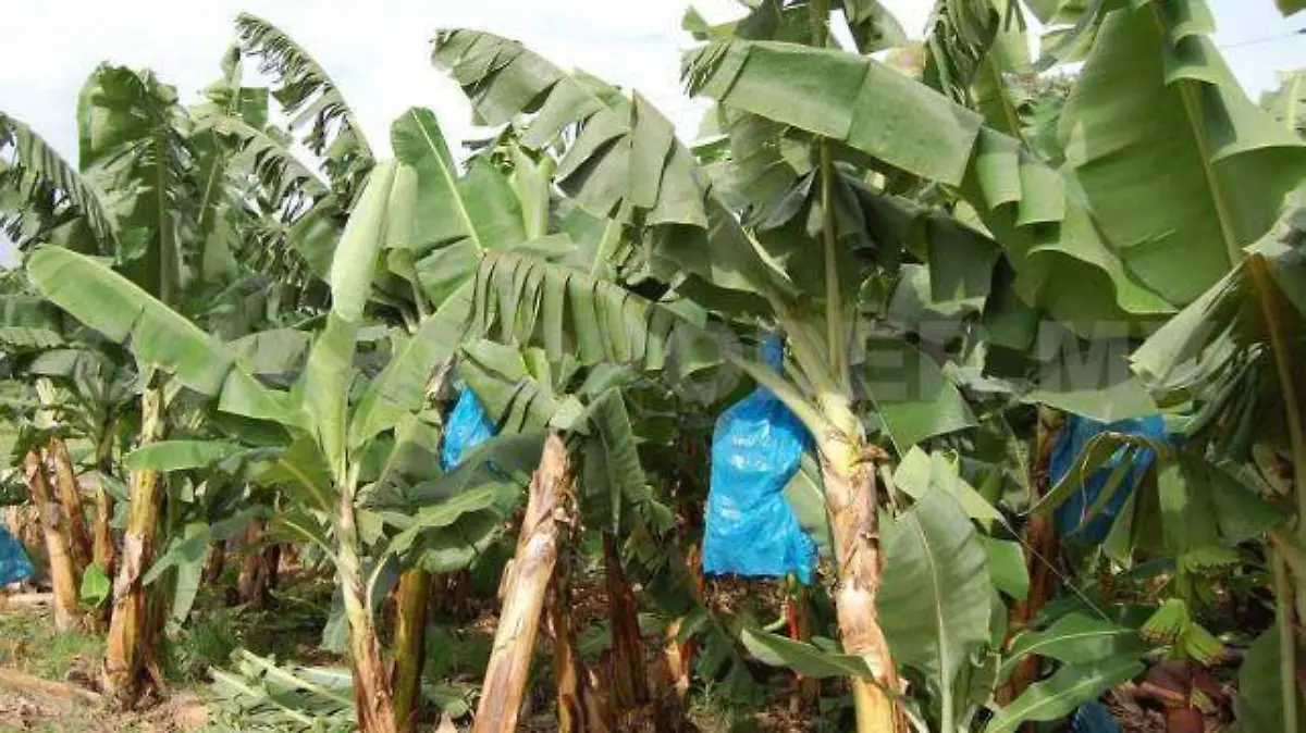 c85a2b43-c4cb-4777-8b07-b80e9748732c