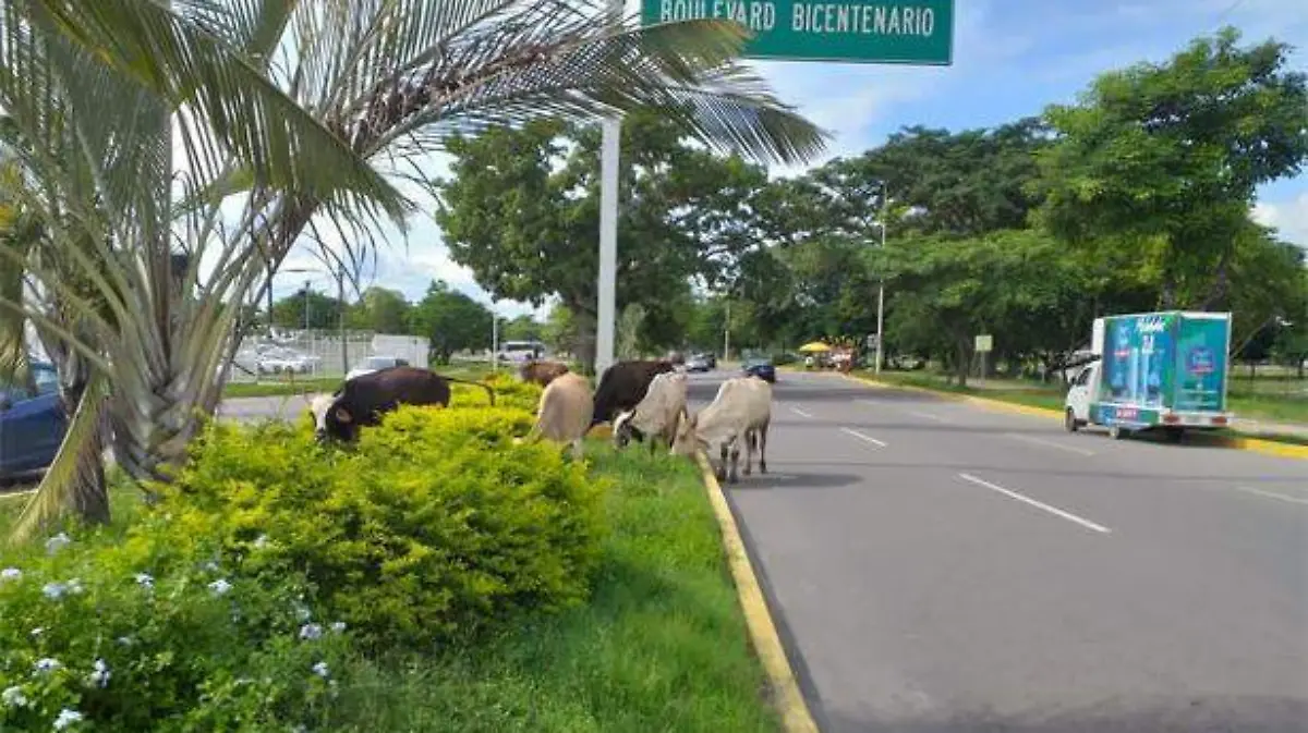 vacas1