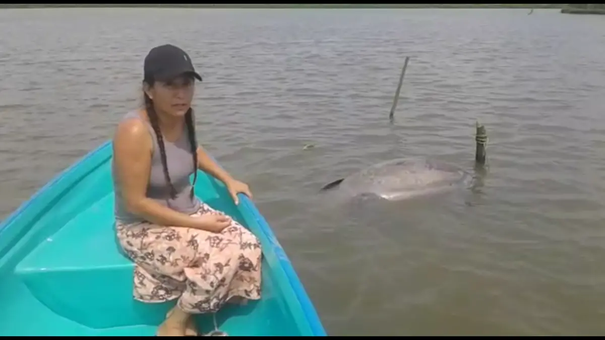 OTRO MANATI MUERTO-JCH20