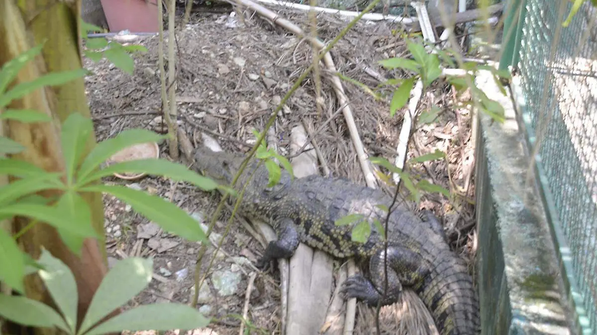 Cocodrilo-Crianza