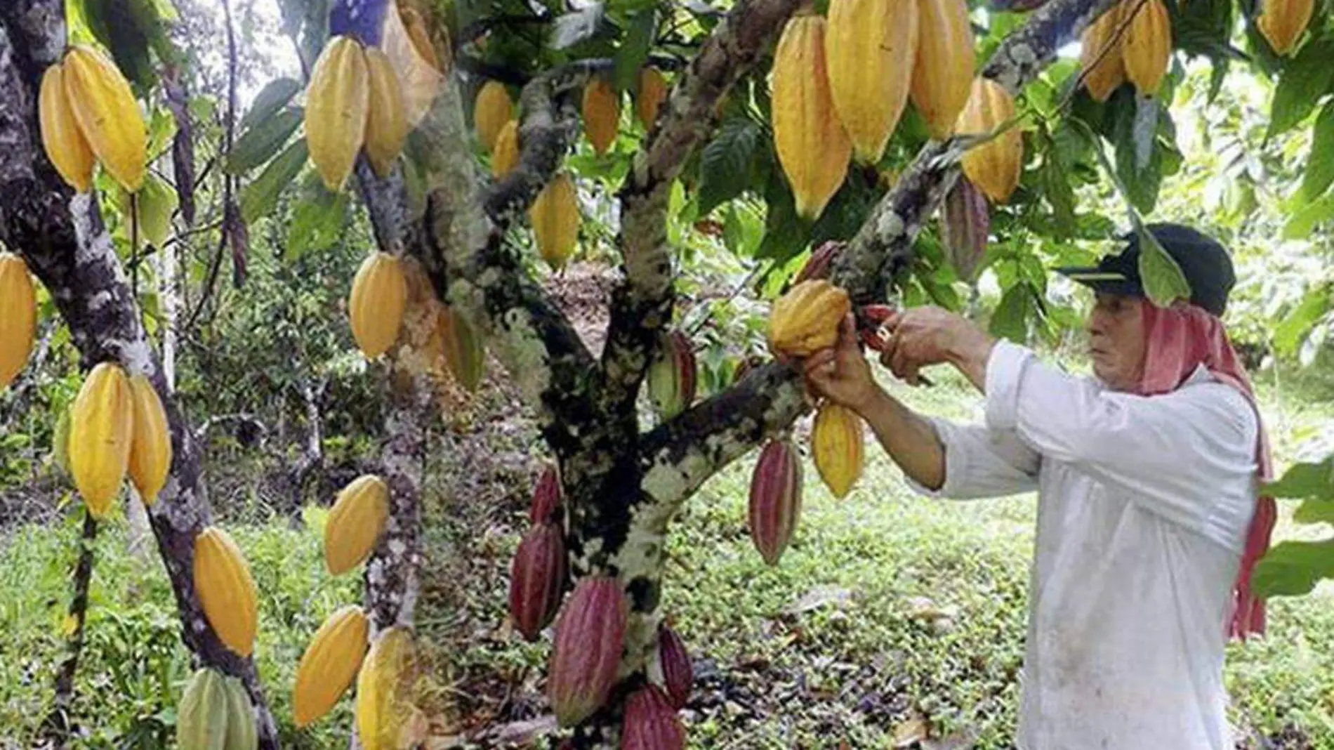 Cacao