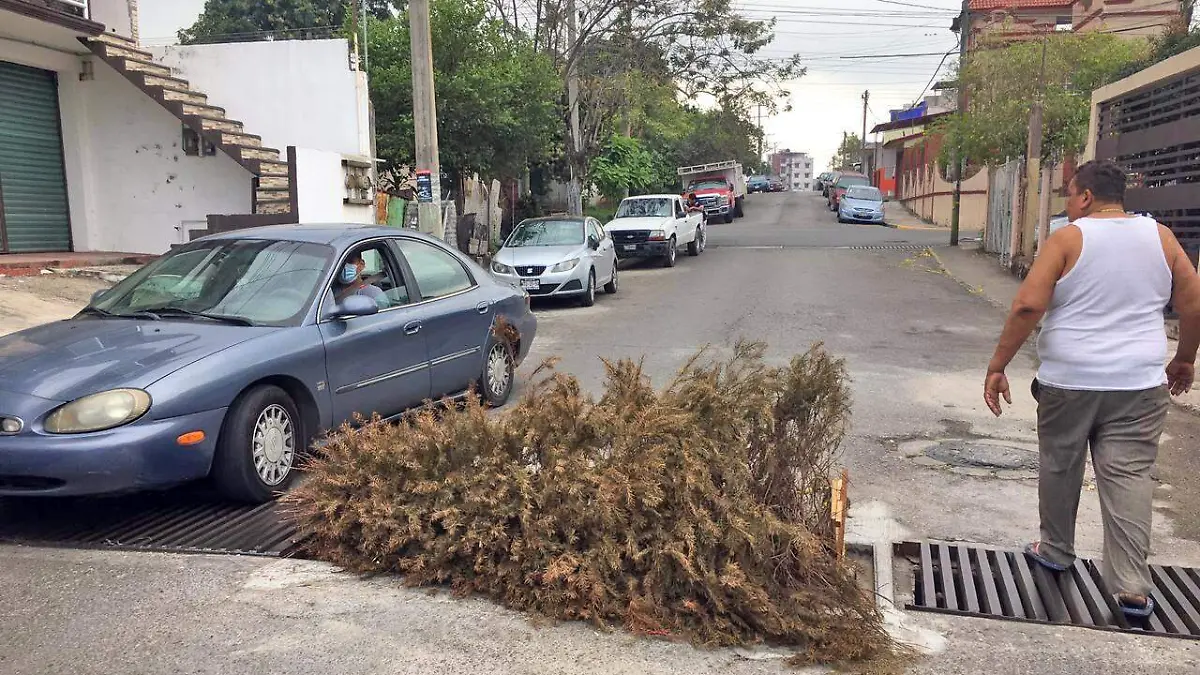 arbol