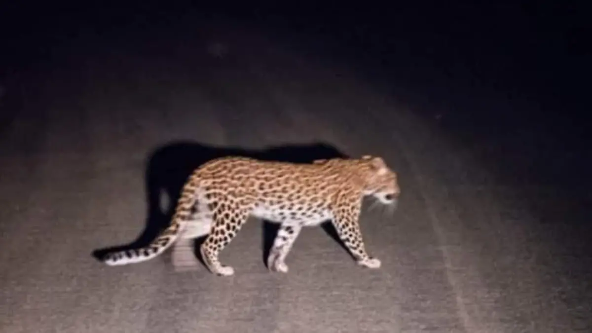 jaguar