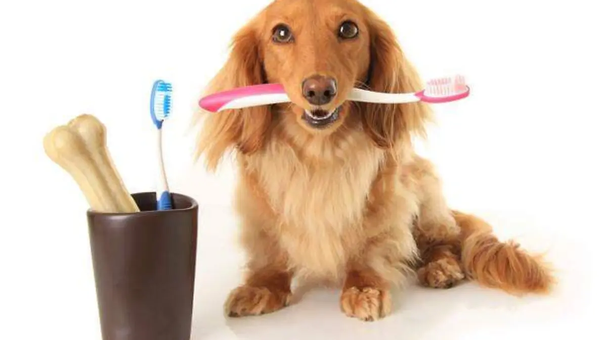 perro1