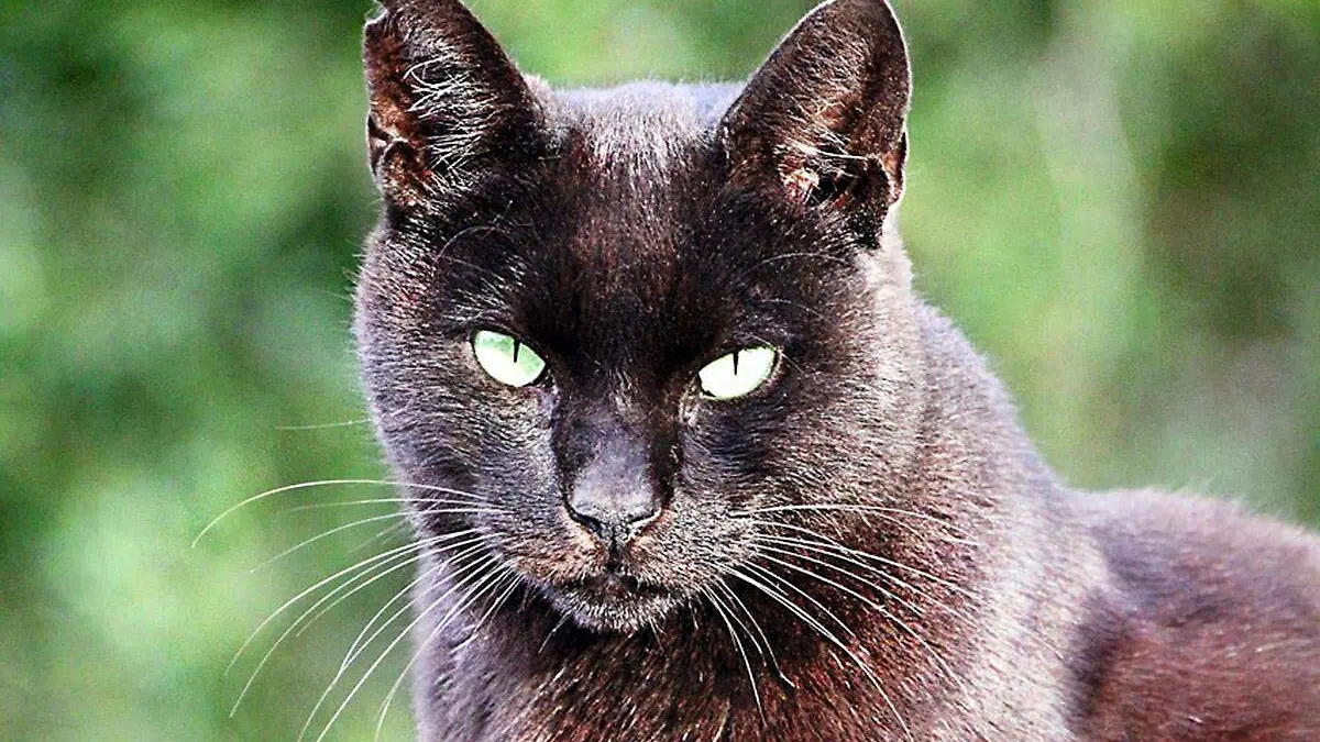 Mala-Suerte-Gato-Negro