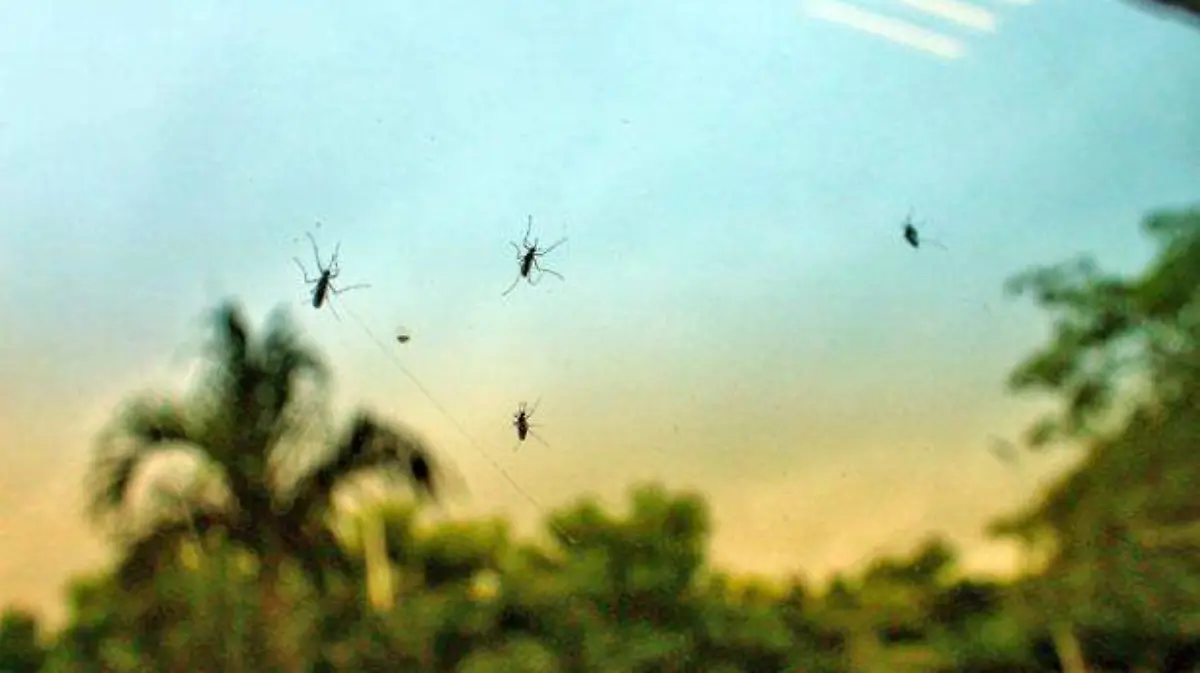 dengue