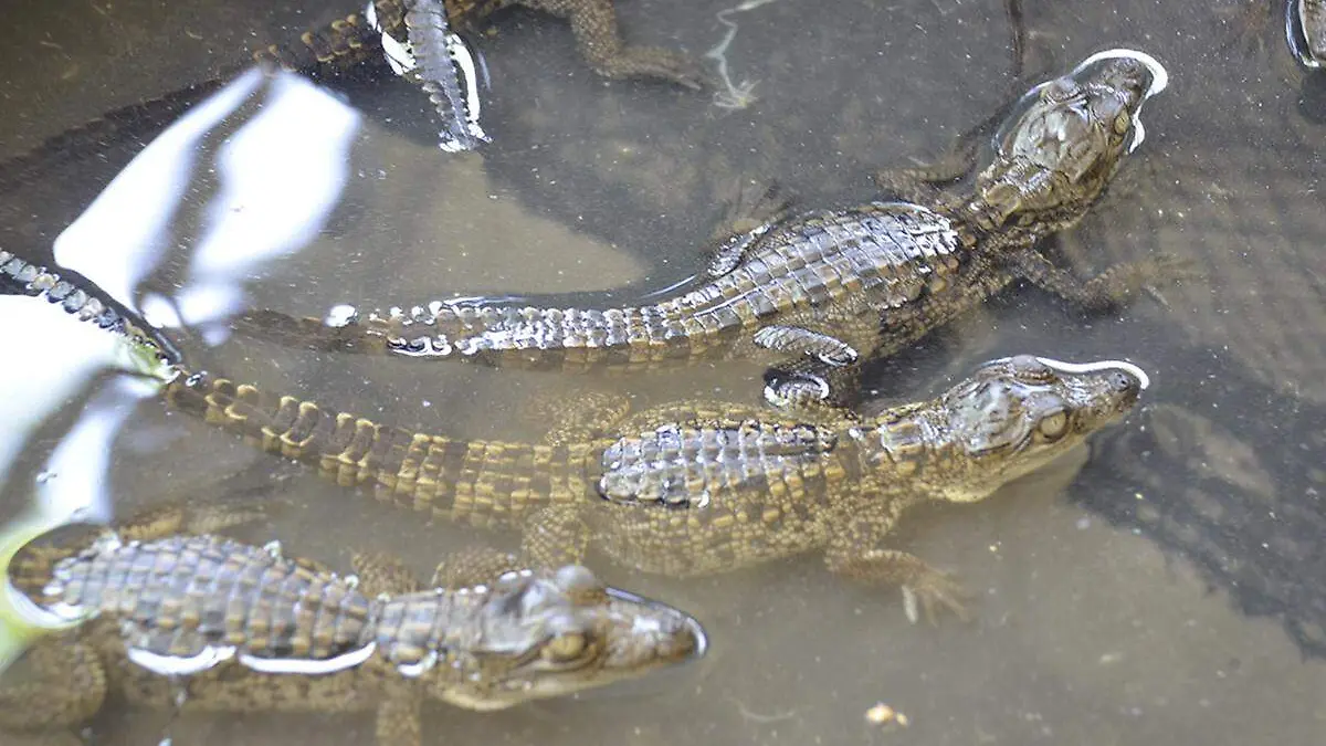 Cocodrilo-Reptil-Crías